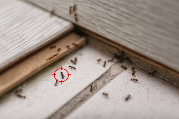 Best Termite Control Services  in Lake Lakengren, OH